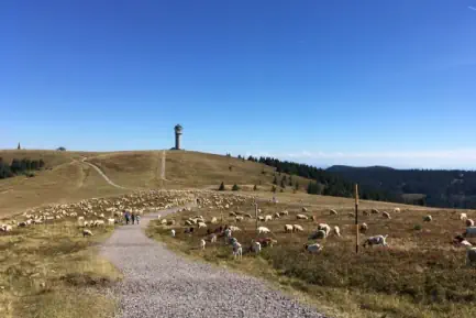 Feldberg